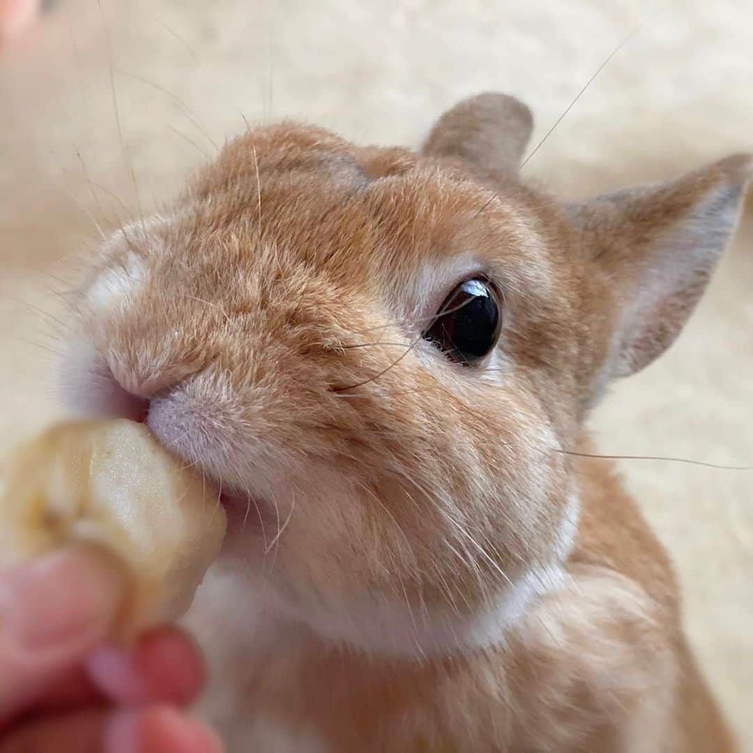 ラン?さんのインスタグラム写真 - (ラン?Instagram)「バナナ🍌おいし〜( ^ω^ )💓 ☆ 最近体調があまり良くなくて、バナナはあんまりあげてなかったのですが、回復したので、少しずつおやつであげるようにしたら、とってもうれしそう(*´꒳`*)💕💕 ☆  #うさぎ #ネザーランドドワーフ #rabbit #bunny #bunnystagram  #rabbitstagram  #cute  #かわいい #ふわもこ部  #もふもふ  #zip写真部  #アニマル写真部 #instagramjapan #netherlanddwarf #うさぎと暮らす  #うさぎのいる暮らし #癒し #kawaii #ランちゃん  2020.09.05」9月5日 13時25分 - mofumofuusako
