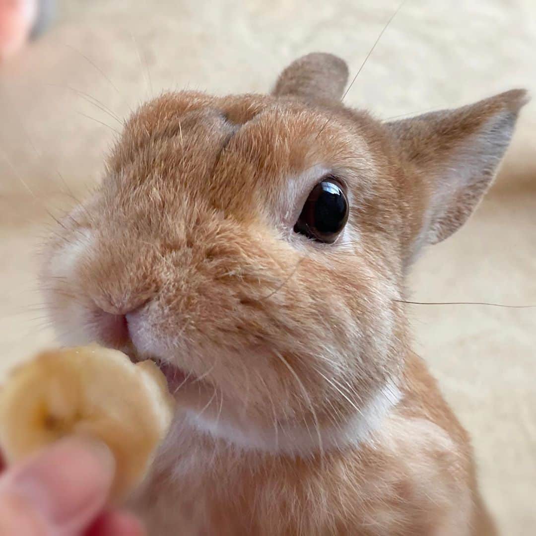ラン?さんのインスタグラム写真 - (ラン?Instagram)「バナナ🍌おいし〜( ^ω^ )💓 ☆ 最近体調があまり良くなくて、バナナはあんまりあげてなかったのですが、回復したので、少しずつおやつであげるようにしたら、とってもうれしそう(*´꒳`*)💕💕 ☆  #うさぎ #ネザーランドドワーフ #rabbit #bunny #bunnystagram  #rabbitstagram  #cute  #かわいい #ふわもこ部  #もふもふ  #zip写真部  #アニマル写真部 #instagramjapan #netherlanddwarf #うさぎと暮らす  #うさぎのいる暮らし #癒し #kawaii #ランちゃん  2020.09.05」9月5日 13時25分 - mofumofuusako