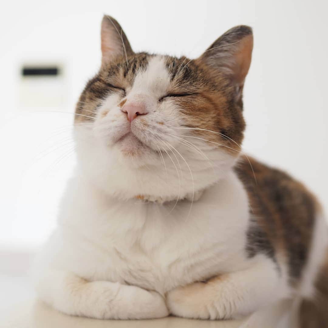 のインスタグラム：「2020/09/05 わたしのほほ毛とあご毛どうかしら？😽 * #cat #catsofinstagram #instacat #calico  #weeklyfluff #excellent_cats #bestmeow #猫 #三毛猫 #ふわもこ部 #ブヒブヒ倶楽部・#あご肉部 マネージャー #IGersJP #eclatcat #ペコねこ部 #スタペグラム #猫びよりプラス #nyancon01 #sippo #朝ワンコタニャンコ #シブにゃん隊over10 #みんなイヌみんなネコフォトコンテスト #健康ニャン友」