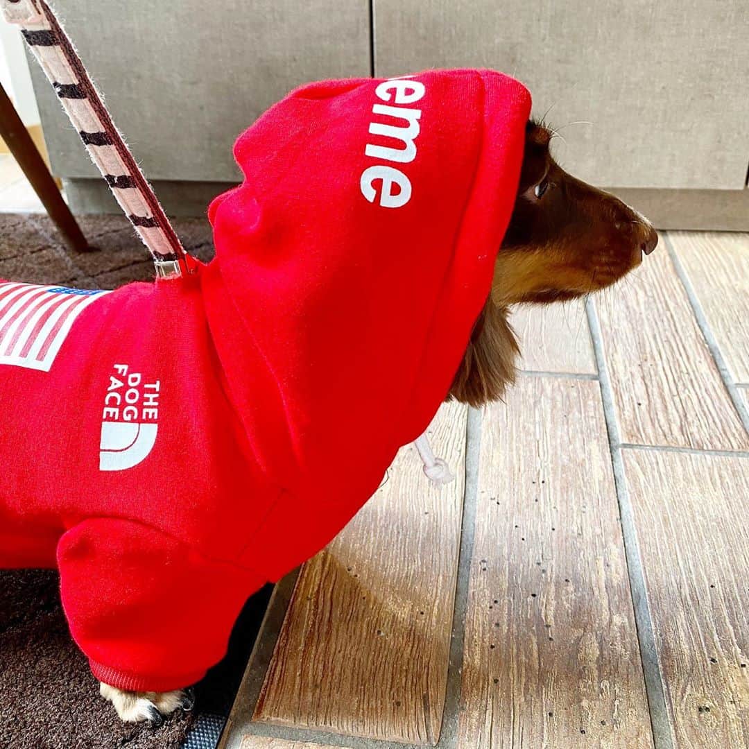 加瀬愛莉さんのインスタグラム写真 - (加瀬愛莉Instagram)「きゃわい🐶♥️ @l_xshopx  ・ #dachshund #dogstagram #dog #sausagedog #cute #pets #love #instadog #instagood  #カニンヘンダックス #ダックスフンド #ダックス #愛犬 #チョコタン #犬の服 #ドッグウェア #ドッグウェアショップ」9月5日 13時53分 - airi0413_k
