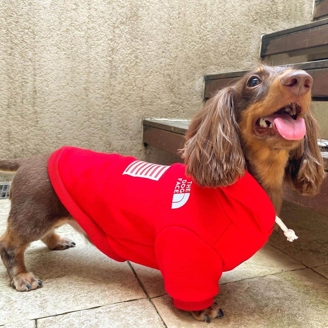 加瀬愛莉さんのインスタグラム写真 - (加瀬愛莉Instagram)「きゃわい🐶♥️ @l_xshopx  ・ #dachshund #dogstagram #dog #sausagedog #cute #pets #love #instadog #instagood  #カニンヘンダックス #ダックスフンド #ダックス #愛犬 #チョコタン #犬の服 #ドッグウェア #ドッグウェアショップ」9月5日 13時53分 - airi0413_k