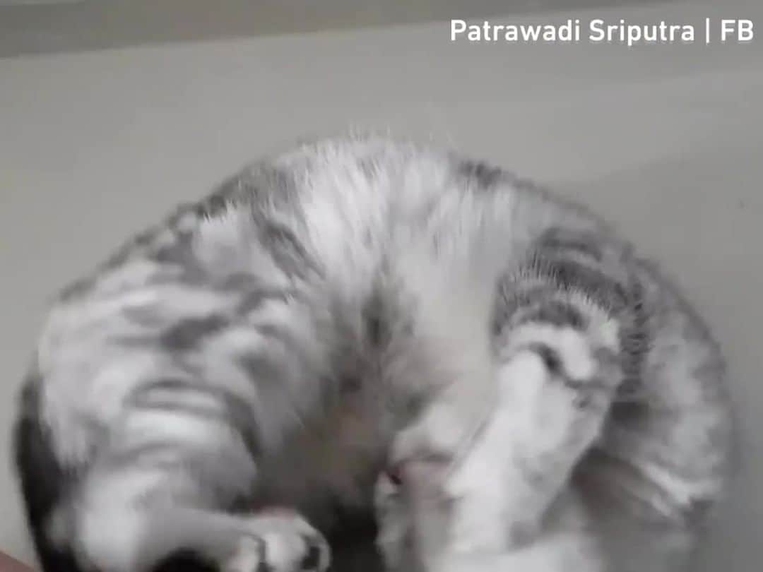 のインスタグラム：「cat.exe has stopped working⠀ ⠀ 📹 Patrawadi Sriputra  FB⠀ ⠀ #meowed #themeowedclub」