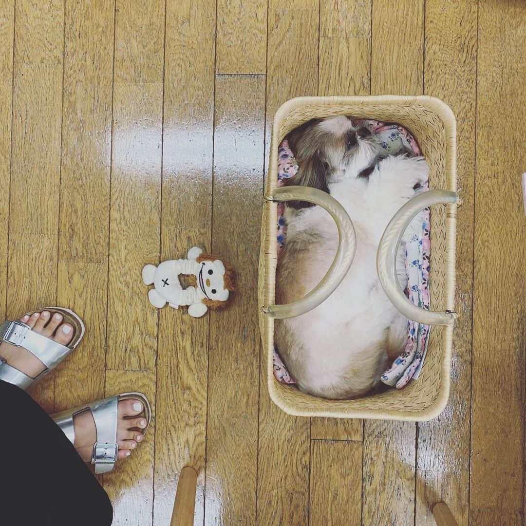 浜島直子さんのインスタグラム写真 - (浜島直子Instagram)「みなさん　こんにちは🐶  今週も　おつかれさまでした✨  かあちゃんが　ベンツにのったぼくをみて  律子のいなり寿司が　たべたいなぁと　いってました。  しるだく　なんだそうです。  そこんとこひとつ  よろしくおねがいします🐶✨ ・ #ピピちゃん #シーズー #元保護犬 #全然関係ないですが #北海道のお赤飯は小豆ではなく #甘納豆です #そこんとこひとつ #よろしくおねがいします🐶✨」9月5日 14時00分 - hamaji_0912