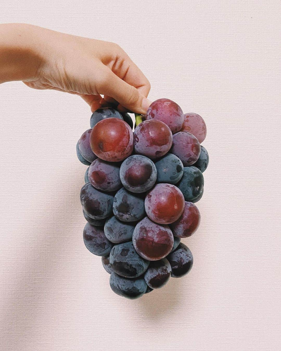 小山侑紀さんのインスタグラム写真 - (小山侑紀Instagram)「🍇🍇🍇 ぷりっぷりでジューシー 秋がきた感じします🌾 現在上演中の『謳う死神』、 今日の「いただきます」はこれにしました😁 ⠀ 6月から関わらせていただいてる 『劇的茶屋』 この3ヶ月、風のように過ぎていったという言葉を見事に体感しました ⠀ スタッフとして作品と企画を支える 未知の世界を毎日毎日歩いて辿り着いた今 もっともっと知りたいしワクワクしたい！ ⠀ 劇的茶屋をもっと色んな人に触れて欲しい、来て欲しい。 劇的茶屋がチェーン展開するみたいに全国・世界的に知られるようにがんばろ！！！ ⠀ ⠀ #2020 #劇的茶屋 #ほとり企画」9月5日 14時34分 - yuki_koyama0828