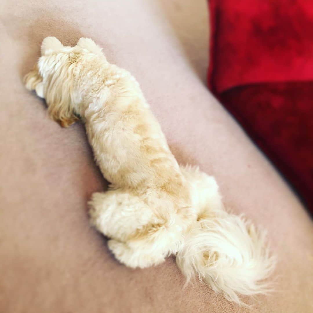 北山陽一のインスタグラム：「その頃。#きたやまおもち」