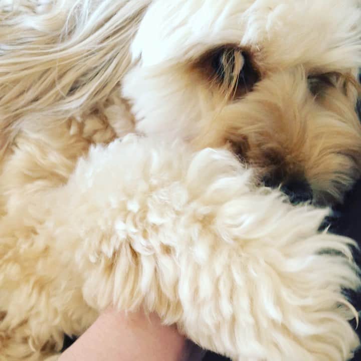 北山陽一のインスタグラム：「甘えた息の音をお届け。飼い主は爪を切ります。#きたやまおかき」