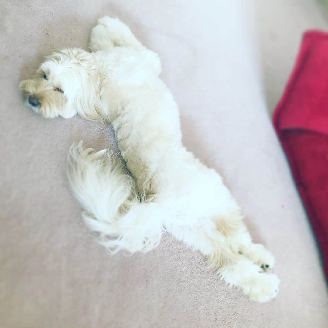 北山陽一のインスタグラム：「直後。#きたやまおもち」