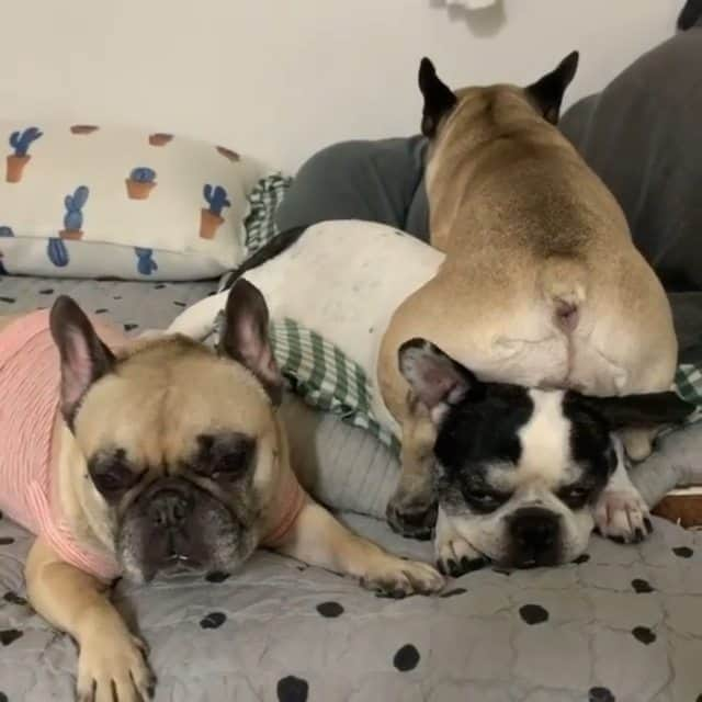 French Bulldogのインスタグラム