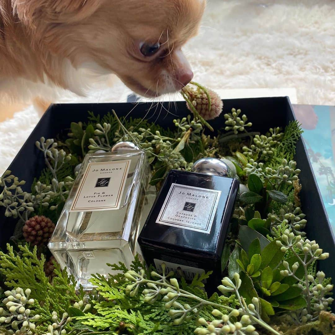 キム・イェウォンさんのインスタグラム写真 - (キム・イェウォンInstagram)「#협찬 @jomalonelondon . #사이프러스앤그레이프바인 #피그앤로터스플라워  . 새로운 향기를 선물해준  조말론 사랑해요 고마워요♥️ 오늘도 향으로 힐링합니다 :) 개인적으로 피그앤로터스플라워 완전 제가 좋아하는 향이에요 ...👍🏻 너무 좋아 ☺️」9月5日 15時48分 - yeeee_kk