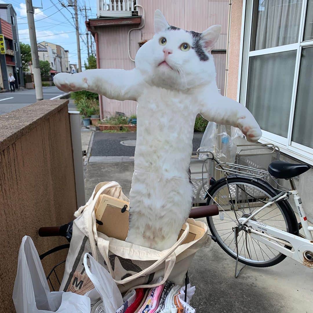 Kachimo Yoshimatsuさんのインスタグラム写真 - (Kachimo YoshimatsuInstagram)「みんなのナナクロ展12日目。 今日からほぼ原寸大抱っこナナクロ追加しました。 後はニューヨークからJen GreenさんがNanakuro’s PillowとNanakuroパターンを送って来てくれました。 今日は20:00までです。お待ちしております。  #うちの猫ら #nanakuro #ナナクロの絵 #みんなのナナクロ展 #ナナクロ #猫 #ねこ #cat #ネコ #catstagram #ネコ部 http://kachimo.exblog.jp」9月5日 15時43分 - kachimo