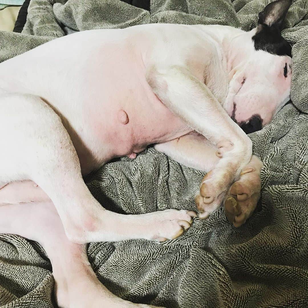 のインスタグラム：「#minituru#bull#terrier#minibullterrier#miniturubullterrier#dog#dogstagram#cute#qtaro#love#family#ミニチュア#ブルテリア#ミニチュアブルテリア#Q太郎」