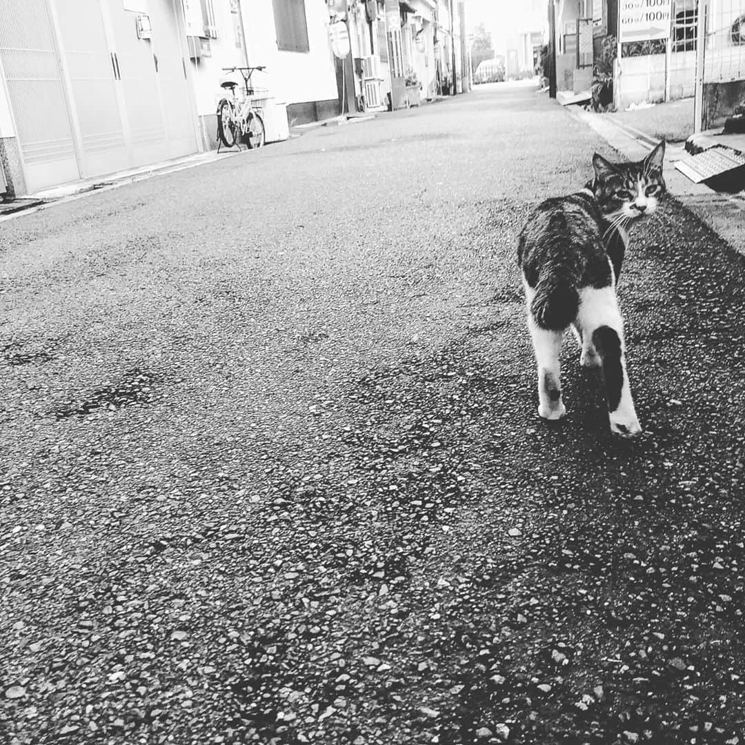 のインスタグラム：「大阪のネッコは我が道をいく。  カッコいい。  #ネコ #猫 #ネッコ #大阪 #cat #catstagram」