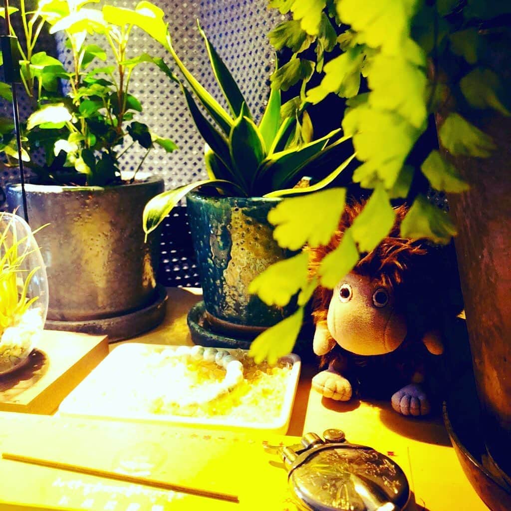 白珠イチゴのインスタグラム：「わたしのおうちにはご先祖様がいる。  #観葉植物  #観葉植物インテリア  #観葉植物のある暮らし  #観葉植物のある生活  #ムーミン #ムーミングッズ  #ご先祖様  #ムーミンのご先祖様  #ムーミンなくらし  #ムーミンのある暮らし」