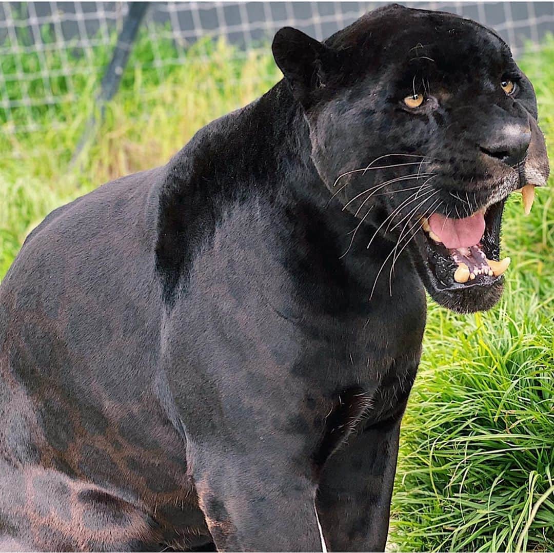 Black Jaguar-White Tiger さんのインスタグラム写真 - (Black Jaguar-White Tiger Instagram)「Michaelito :) #Michaelingui #SaveJaguars」9月6日 2時54分 - blackjaguarwhitetiger