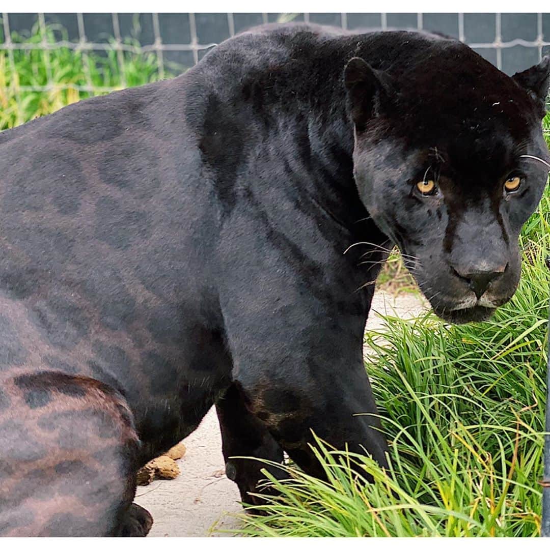 Black Jaguar-White Tiger さんのインスタグラム写真 - (Black Jaguar-White Tiger Instagram)「Michaelito :) #Michaelingui #SaveJaguars」9月6日 2時54分 - blackjaguarwhitetiger
