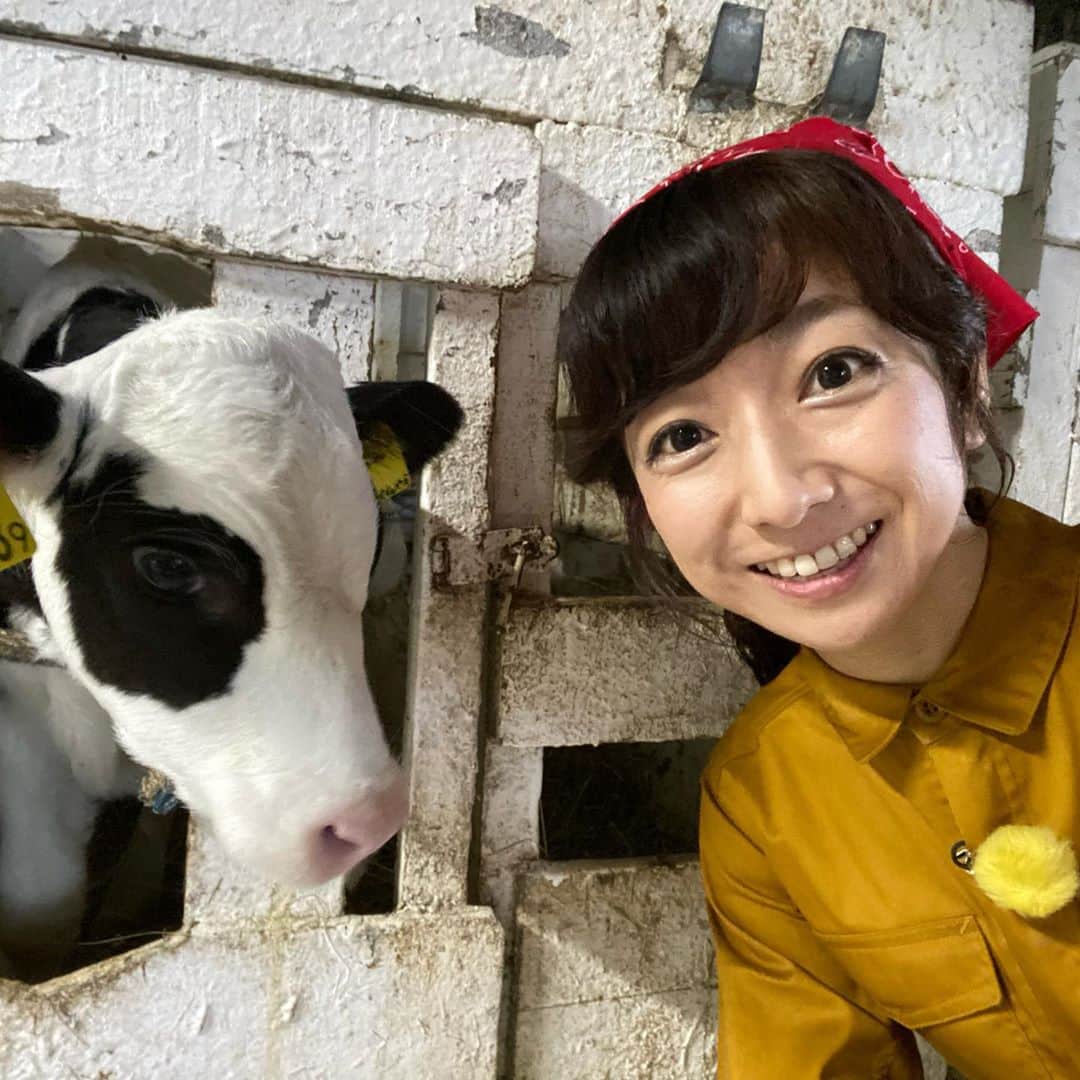 HBC北海道放送アナウンス部さんのインスタグラム写真 - (HBC北海道放送アナウンス部Instagram)「佐藤彩です！ 「テレビで学ぼう！元気！ミルク大学！」﻿ 明日、9月6日(日)午後4時から放送です🐮🥛 ﻿ ﻿ 今年の「元気！ミルク大学」は、子どもたちに代わって、牛乳好きの私が、牛乳や酪農について酪農学園大学の先生たちに教えてもらいました😊﻿ ﻿ 牛は良質な牛乳を生み出すために、どんなエサを食べているのか？﻿ 搾乳作業で大事なことは？﻿ など、テレビを通しての授業で学べますよ💡﻿ ﻿ ﻿ 大学での授業のほか、中頓別町の澤里ファームで、実際に酪農体験も🐄﻿  美味しい牛乳を飲める幸せ、ありがたみを感じ、 牛さんありがとう、という気持ちにもなりました🐮﻿ 楽しいロケだったなぁ😆﻿ ﻿ ﻿ さぁ、テレビの前のお子さんも「小さな大学生」。﻿ 番組をみた後、クイズに答えると「ミルク大学受講終了証」と素敵なグッズが当たるチャンスもあります！﻿ ﻿ ぜひご覧ください✨﻿ ﻿ ﻿ https://www.hbc.co.jp/tv/milk2020/﻿ ﻿ ﻿ ﻿ #テレビで学ぼう元気ミルク大学 #ミルク大学﻿ #酪農学園大学 #澤里ファーム ﻿ #お世話になりました #ありがとうございました﻿ #とっても楽しいロケ #感動﻿ #夏の思い出をありがとう﻿ #美味しい牛乳が飲める幸せ﻿ #牛さんありがとう﻿ #牛乳 #ミルク #🥛#美味しい﻿ #もんすけTV で見逃し配信もあります﻿ #HBC #北海道放送 #アナウンサー #佐藤彩」9月5日 18時37分 - hbc_announcer