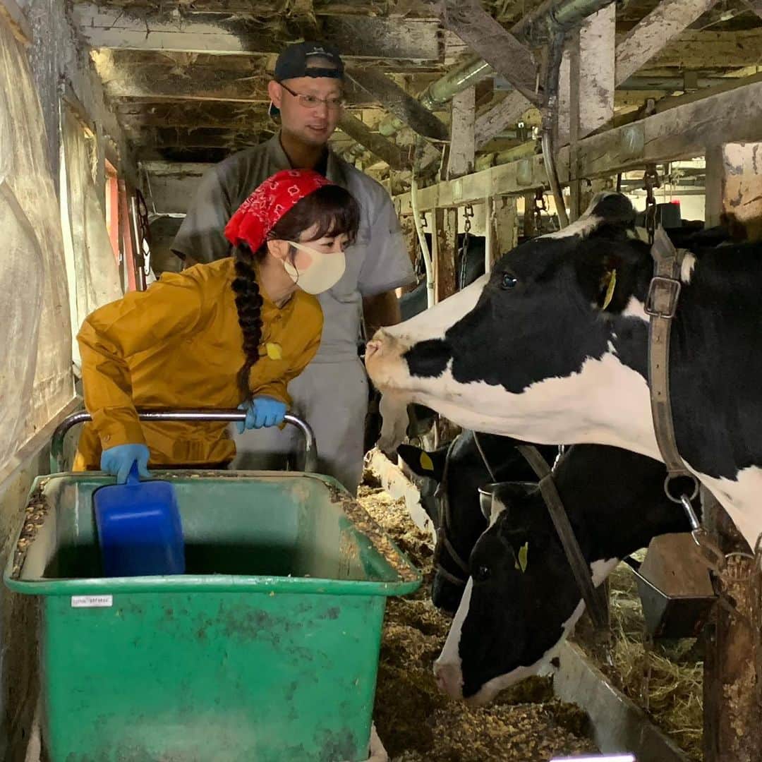 HBC北海道放送アナウンス部さんのインスタグラム写真 - (HBC北海道放送アナウンス部Instagram)「佐藤彩です！ 「テレビで学ぼう！元気！ミルク大学！」﻿ 明日、9月6日(日)午後4時から放送です🐮🥛 ﻿ ﻿ 今年の「元気！ミルク大学」は、子どもたちに代わって、牛乳好きの私が、牛乳や酪農について酪農学園大学の先生たちに教えてもらいました😊﻿ ﻿ 牛は良質な牛乳を生み出すために、どんなエサを食べているのか？﻿ 搾乳作業で大事なことは？﻿ など、テレビを通しての授業で学べますよ💡﻿ ﻿ ﻿ 大学での授業のほか、中頓別町の澤里ファームで、実際に酪農体験も🐄﻿  美味しい牛乳を飲める幸せ、ありがたみを感じ、 牛さんありがとう、という気持ちにもなりました🐮﻿ 楽しいロケだったなぁ😆﻿ ﻿ ﻿ さぁ、テレビの前のお子さんも「小さな大学生」。﻿ 番組をみた後、クイズに答えると「ミルク大学受講終了証」と素敵なグッズが当たるチャンスもあります！﻿ ﻿ ぜひご覧ください✨﻿ ﻿ ﻿ https://www.hbc.co.jp/tv/milk2020/﻿ ﻿ ﻿ ﻿ #テレビで学ぼう元気ミルク大学 #ミルク大学﻿ #酪農学園大学 #澤里ファーム ﻿ #お世話になりました #ありがとうございました﻿ #とっても楽しいロケ #感動﻿ #夏の思い出をありがとう﻿ #美味しい牛乳が飲める幸せ﻿ #牛さんありがとう﻿ #牛乳 #ミルク #🥛#美味しい﻿ #もんすけTV で見逃し配信もあります﻿ #HBC #北海道放送 #アナウンサー #佐藤彩」9月5日 18時37分 - hbc_announcer