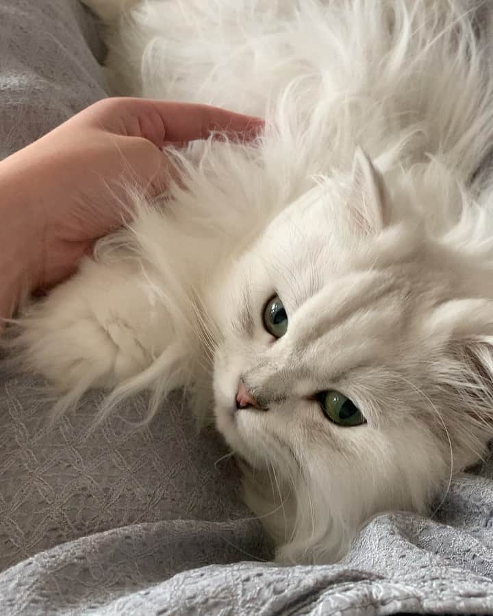 후추네큰언니のインスタグラム：「진짜 사랑스러워 내 껌딱지 🥰❤️ . . . . . #후추  #고양이  #냥스타그램 #캣스타그램  #Hoochu #Hoochuthecat #cat #cats #catstagram #catsofinstagram #topcatphoto #bestmeow #ilovecat #cute #fluffy #petstagram #instacats」