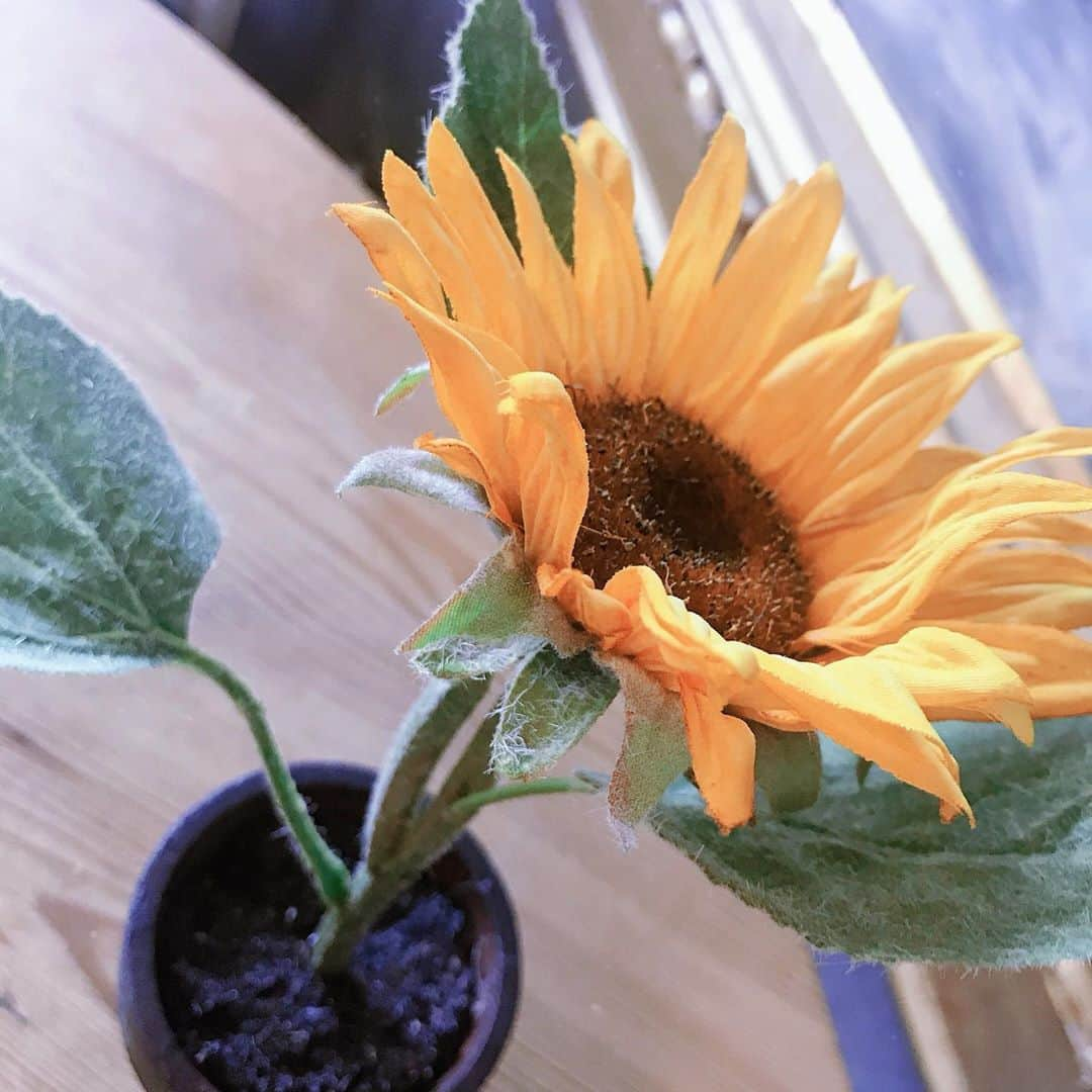 田部絵美のインスタグラム：「. おひまわり🌻 来年はひまわり畑にいってみたいです . #flower #sunflower」