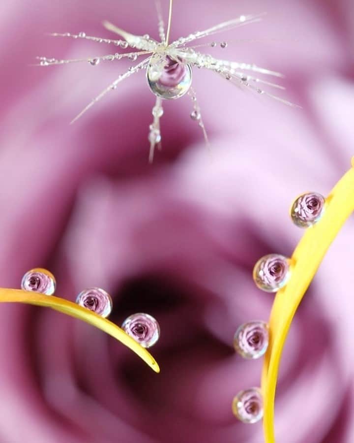 花の写真館のインスタグラム：「Photo by @wakarannto.⠀ https://instagram.com/wakarannto/⠀ .⠀ Original Post[投稿いただいたURL]⠀ https://www.instagram.com/p/B2m_aVLgFxD/⠀ .⠀ 本アカウントは、 #私の花の写真 をつけてInstagramに投稿された皆さまの花の写真や、「花の写真館」Facebookページで投稿された花の写真を紹介します。⠀ 「花の写真館」Facebookページは、「 @floral.photograph 」のプロフィールにあるURLからご覧ください。⠀ .⠀ ※各自、政府、自治体など公的機関の指示に従った行動をお願いします。⠀⠀ 東京カメラ部および分室では、写真を「見る楽しみ」を提供することを通して、微力ながら皆様にわずかな時間でも癒しをお届けしたいと思っております。⠀ ※本アカウントは東京カメラ部がFacebook、Instagramのサービスを利用して運営しているもので、Facebook社・Instagramとは一切関係ありません。⠀ .⠀ #花の写真館 #floralphotograph #floralphoto #flower #flowers⠀ Follow: @floral.photograph」