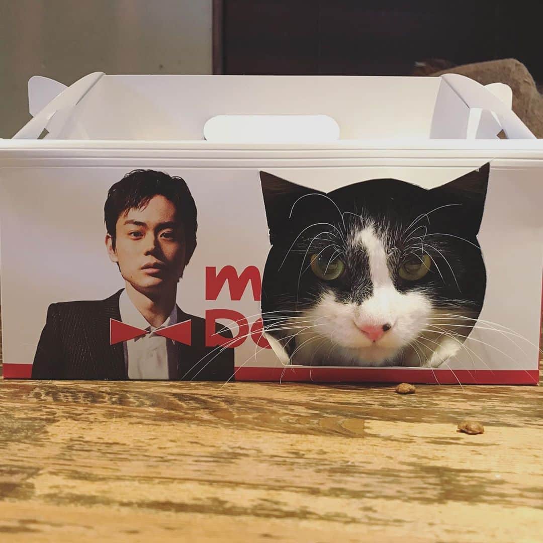もじゃころのインスタグラム：「菅田将暉がミスドの50周年アンバサダーというこで、限定のスダBOX持ち帰ってきました！なぜか現在のスダしか箱にプリントされてなかったので、私の持てる4K技術（カッターナイフ、カシャブン、カリカリ、カメラ）を駆使して幼少期のスダ🐶とコラボさせました🤣🤣🤣 最初はただの丸い穴に入ってもらいましたが、なんだか納得いかなかったので耳の部分もカッターでくり抜いて再チャレンジしてもらいました👍 穴から顔を出してもらうのがやっとで髪型はいつものスダ風にセットできませんでしたが、ばんどぅよくできました😸👏👏👏👏👏💯💯💯💯💯 あと10年後の60周年の時にはばんどぅは多分もうスダになってしまっていると思うので、コラボはこれが見納めかもしれません🥺🥺🥺🥺🥺  #坂東玉隠しシャシャ丸  #菅田将暉  #ミスド #ミスタードーナツ #misterdonut #ミスタードーナツ50周年」