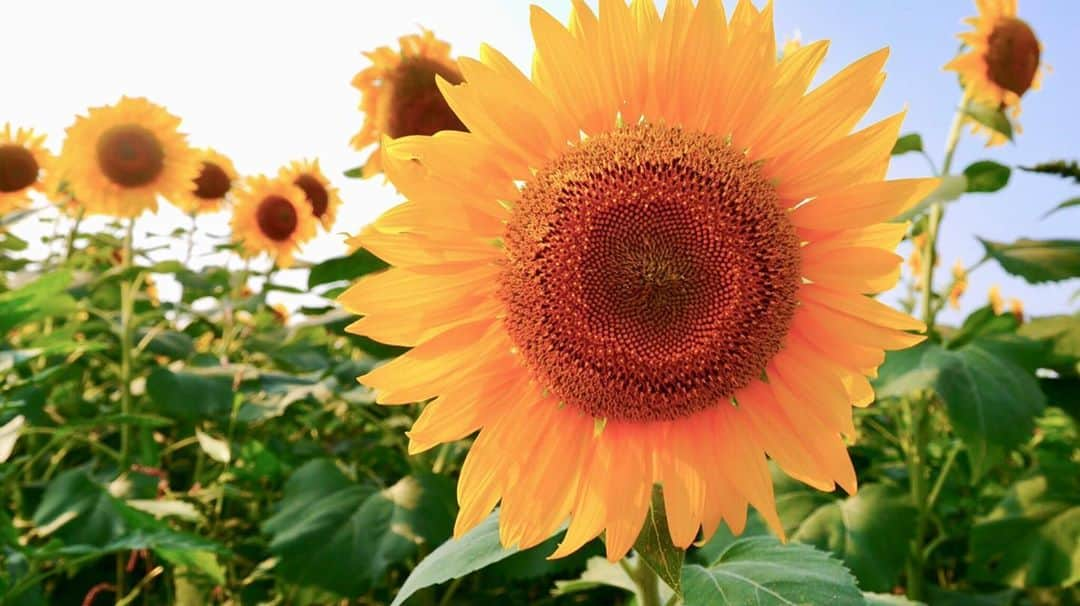 森田望智さんのインスタグラム写真 - (森田望智Instagram)「君の笑顔は太陽っていうやつ Your smile is like the sun.」9月5日 19時36分 - misatomorita_official