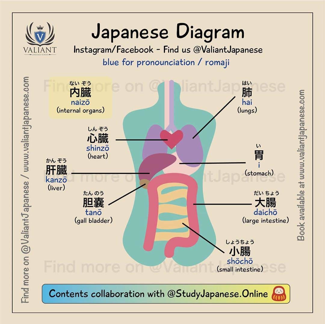Valiant Language Schoolさんのインスタグラム写真 - (Valiant Language SchoolInstagram)「📓🖌: Body parts in Japanese 💪🧜🏻‍♂️ • Study Japanese at @studyjapanese.online! • 日本語を学ぼう  @studyjapanese.online ! ---- Please tag us for repost! 🏷 😊 Hashtag #StudyJapaneseOnline  再投稿したい場合、タグ付けお願いします！ ハッシュタグはこちらになります↓ #StudyJapaneseOnline  🇯🇵 ---- Message us or comment for requests 💬 📩 English or Japanese is ok 👌  リクエストはメッセージまたはコメントまでおねがいします 🙇‍♀️ 英語でも、日本語でも大丈夫です。 ---- Let's study hard 💪😊 みなさん頑張ってお勉強しましょうね ☆彡 . . . . .  #Shibuyacrossing #日本語 #漢字 #英語 #ilovejapan #도쿄 #六本木 #roppongi #日本  #japan_daytime_view  #일본 #Япония #hiragana #katakana #kanji」9月5日 19時37分 - valiantjapanese