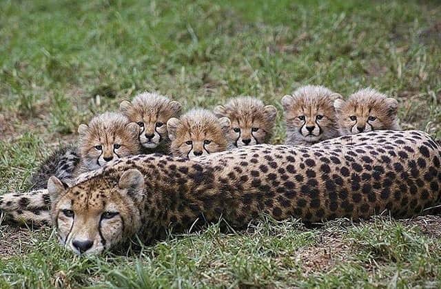 animals.coのインスタグラム：「Beautiful little family 🐆 Photography by @kingjll7」