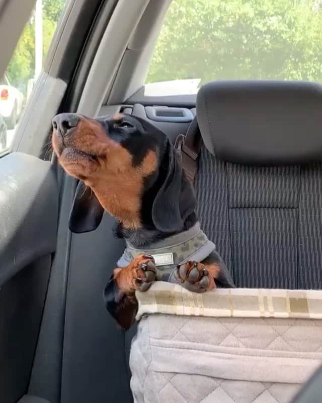 Daily The Best And Funniest Videosのインスタグラム：「The cutest little Awoooo 🐶😍 By @sidney_minisausage」