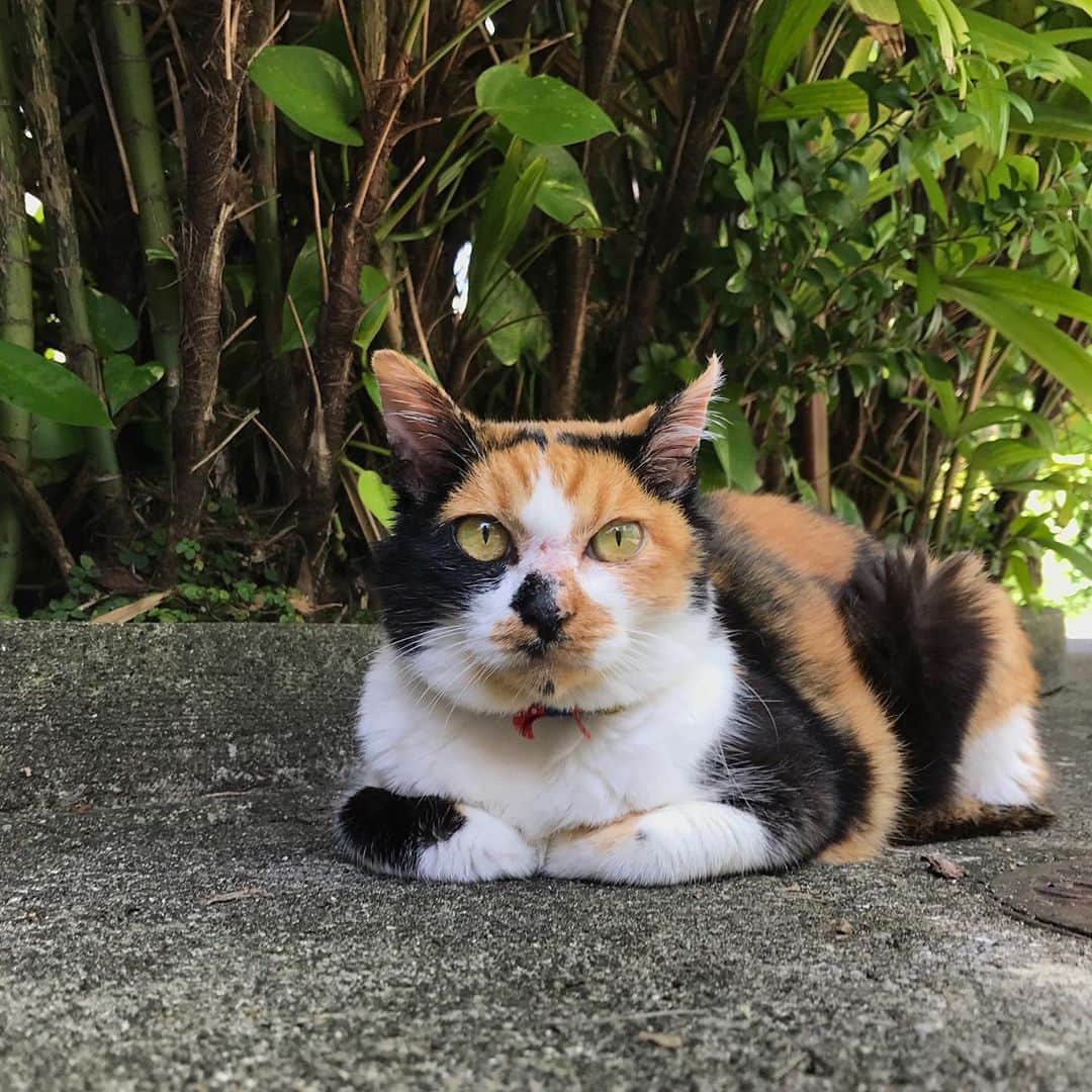 tiaichimaさんのインスタグラム写真 - (tiaichimaInstagram)「私のインスタに、たびたび登場していた、沖縄の実家の猫、三毛猫のミーが逝ってしまいました。😇🌈 *  My parents home cat, Mi has passed away *  19歳でした。長生きしたなー。 4日前から、飲食をしなくなって、今日の午前中も病院で点滴してきたようです。少し元気になったけど、急変したみたいです。  去年の暮れに、ミャウミャウが逝ったばかりなのにな。  #ギーギーとミャウミャウが待ってるよ」9月5日 20時21分 - tiaichima