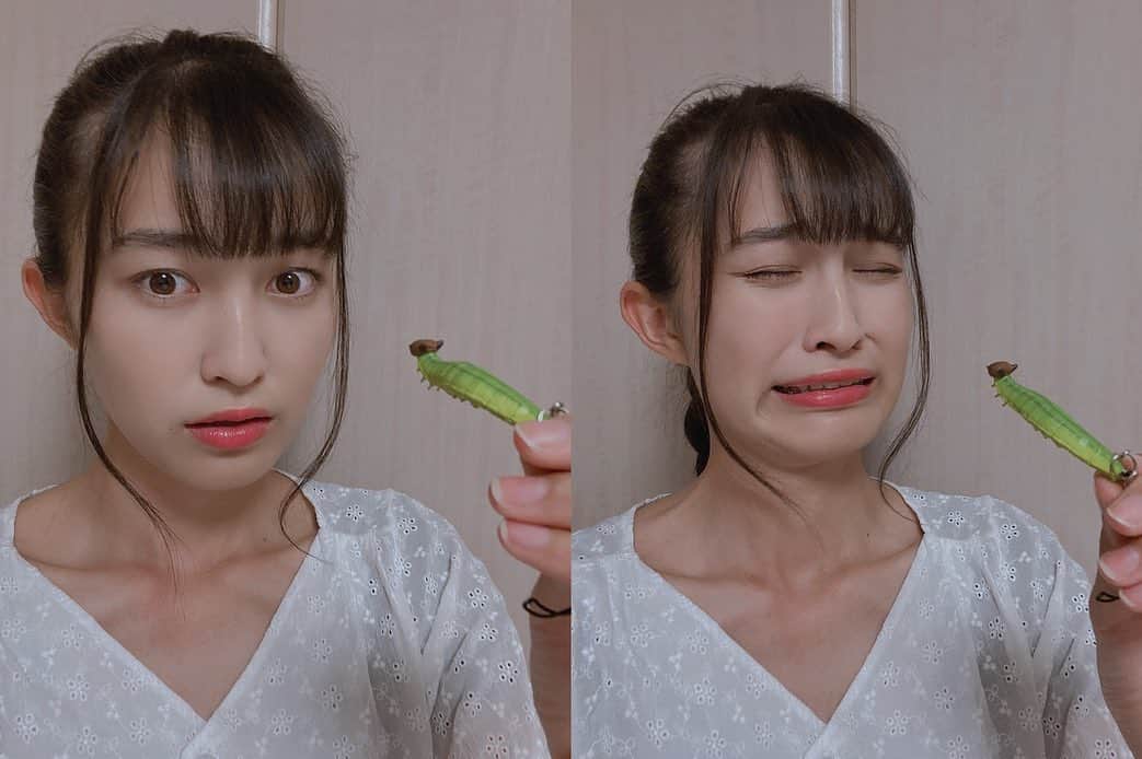 堀口日萌のインスタグラム：「芋虫ガチャしました🌟  ヒメジャノメ狙いで回したらまさかのご本人登場で泣いた💧🐛  高クオリティやしお顔猫ちゃんみたいやし可愛い💕💕 みんなも芋虫仲間になろう🐛🐛🐛🐌🐛  #芋虫#ガチャ#なんでやったんやろう #🐛 #ひめ」