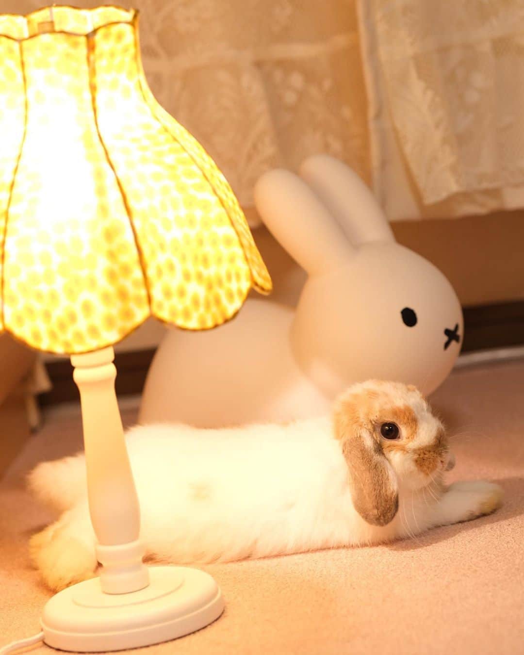 のインスタグラム：「リンディのともだち🐰 たまに身体をペロペロしてるけど毛繕いのつもりかな？😂 ミーチャとも仲良くなれたらいいなぁ。。 ＊ ＊ ＊ #うさぎ #rabbit #bunny #ふわもこ部  #WeeklyFluff #igersjp  #tokyocameraclub #東京カメラ部  #神戸カメラ部  #bunnystagram  #うさぎ部 #ホーランドロップ #hollandlop  #ファインダー越しの私の世界 #art_of_japan #myfujilove  #今日もx日和」