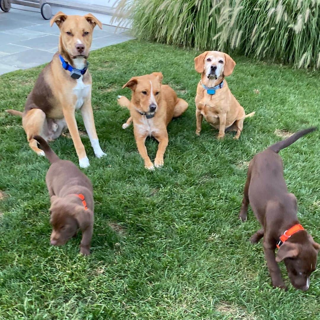 ボビー・ブラウンのインスタグラム：「3 sons. 2 fiancés. 1 husband. 1 nephew. 5 dogs. #posse. #dishes. #towels. #groceryshopping. #vodka. #myhappylife.( missing my other nephews and nieces and family )」