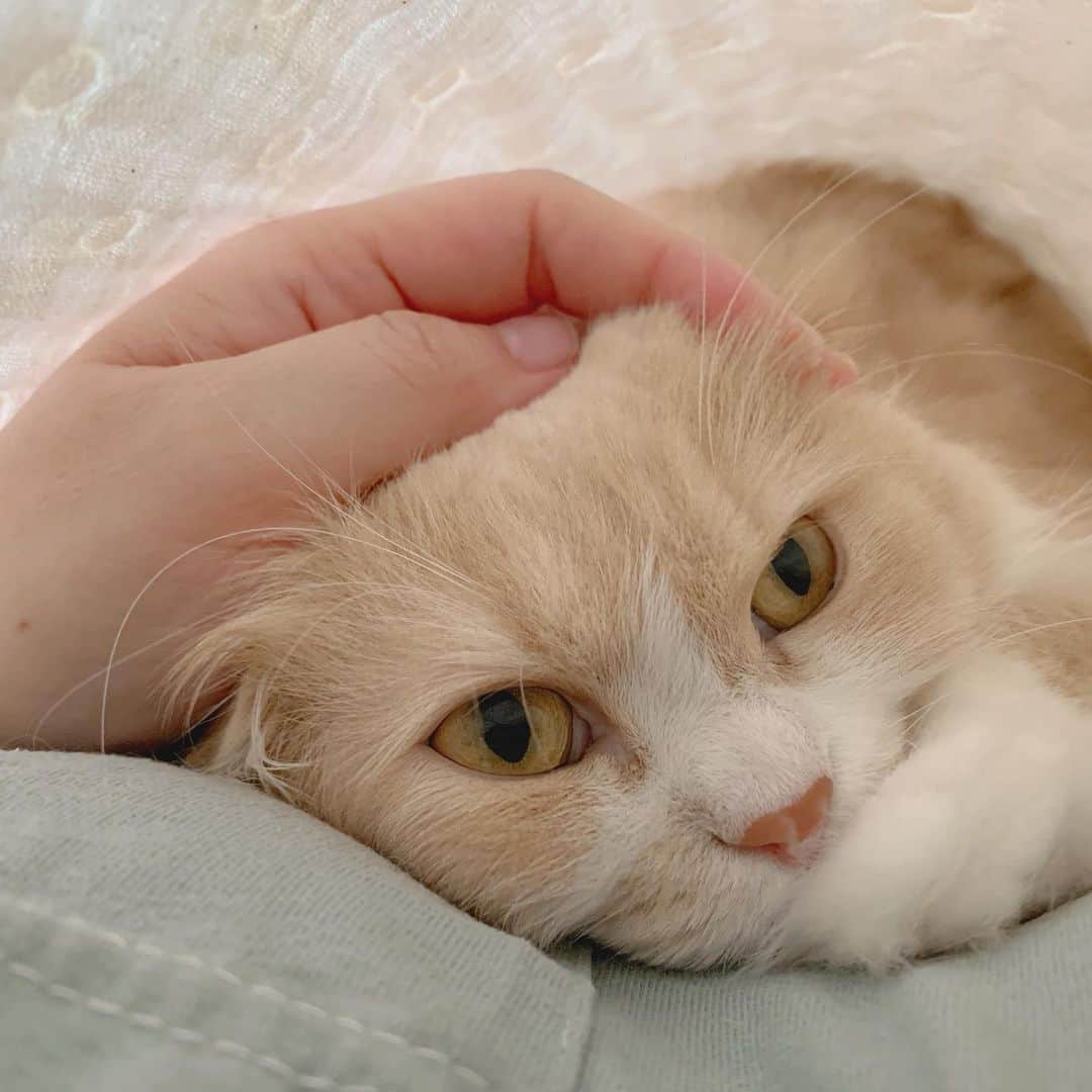 のんたさんのインスタグラム写真 - (のんたInstagram)「ぼーちゃんと幸せなお昼寝タイム😴 ちょっと体調が良くなくて今日はずっと横になっていたんだけど ぼーちゃんはそれがとっても嬉しかったみたい 先月ぎっくり腰になったときも同じで、私がずっとベッドにいるのが嬉しいようです😆 ・ #scottishfold #catstagram_japan #catsofinstagram #cats_of_instagram#catoftheday #ilovemycat #bestmeow #catlover #cutecat #kittensofinstagram #cute #スコティッシュフォールド」9月5日 20時41分 - utacci
