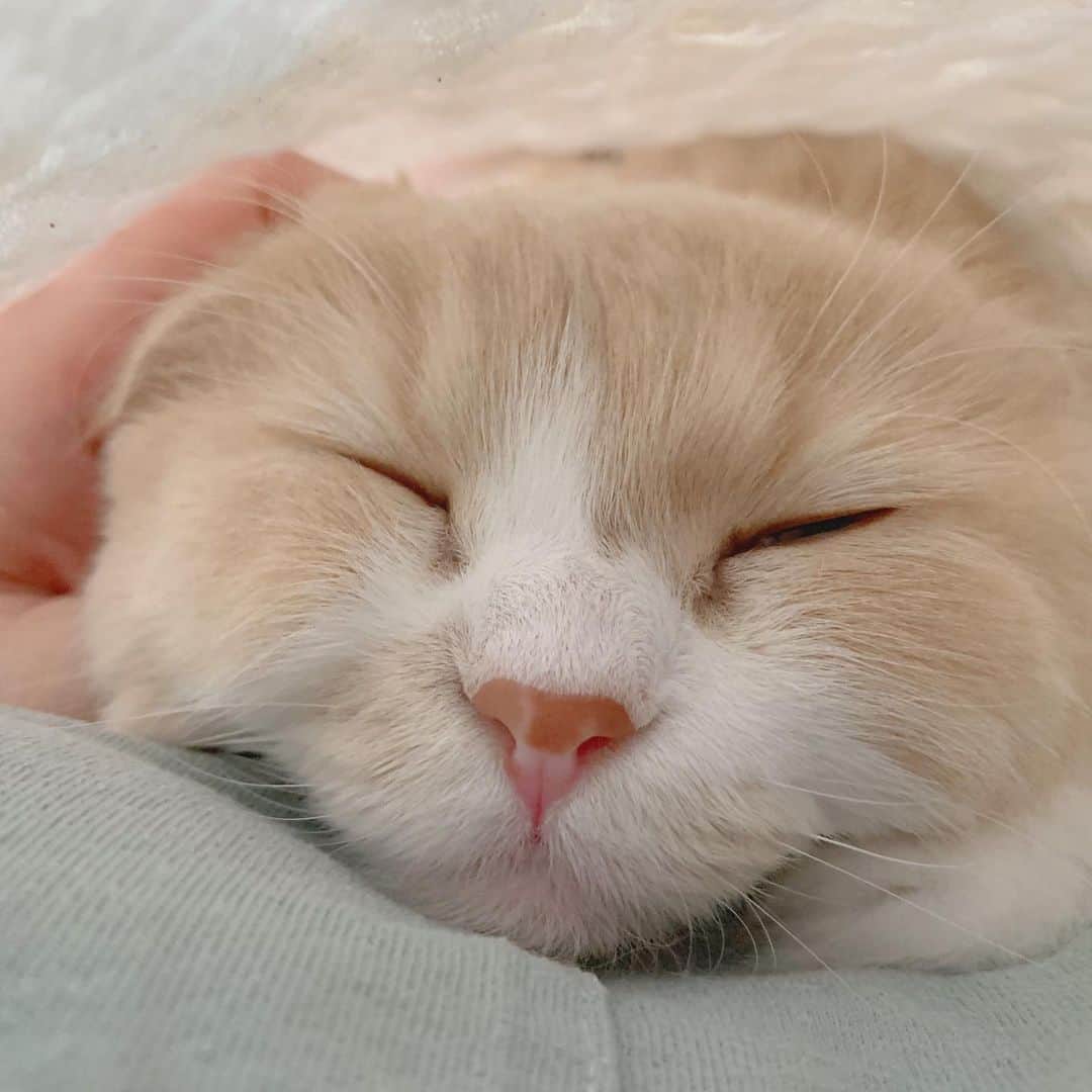 のんたさんのインスタグラム写真 - (のんたInstagram)「ぼーちゃんと幸せなお昼寝タイム😴 ちょっと体調が良くなくて今日はずっと横になっていたんだけど ぼーちゃんはそれがとっても嬉しかったみたい 先月ぎっくり腰になったときも同じで、私がずっとベッドにいるのが嬉しいようです😆 ・ #scottishfold #catstagram_japan #catsofinstagram #cats_of_instagram#catoftheday #ilovemycat #bestmeow #catlover #cutecat #kittensofinstagram #cute #スコティッシュフォールド」9月5日 20時41分 - utacci
