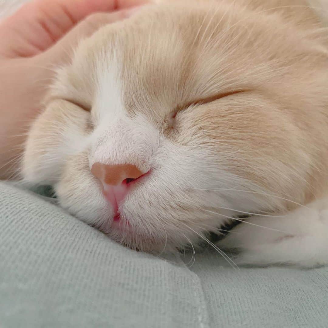 のんたのインスタグラム：「ぼーちゃんと幸せなお昼寝タイム😴 ちょっと体調が良くなくて今日はずっと横になっていたんだけど ぼーちゃんはそれがとっても嬉しかったみたい 先月ぎっくり腰になったときも同じで、私がずっとベッドにいるのが嬉しいようです😆 ・ #scottishfold #catstagram_japan #catsofinstagram #cats_of_instagram#catoftheday #ilovemycat #bestmeow #catlover #cutecat #kittensofinstagram #cute #スコティッシュフォールド」