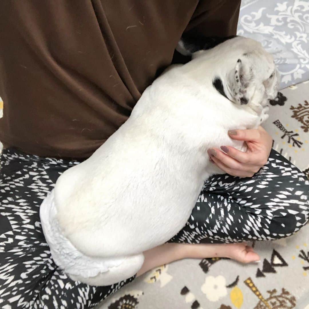進藤やす子さんのインスタグラム写真 - (進藤やす子Instagram)「✳︎ 週末はふうちゃん時間🐼 @実家 . ごはん食べた後は抱っこして🥺アピール . 止まってるより揺れてる方が好き。 赤ちゃんか🤱❤️ . . #ふうこ日記 #ふうちゃん🐼 #ふがれす卒業生」9月5日 20時47分 - yasukoshindo
