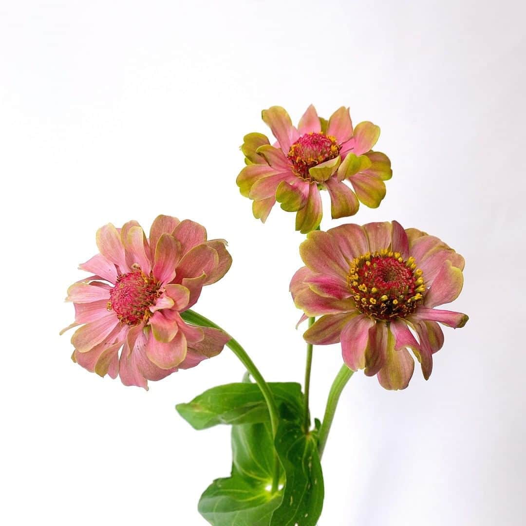 SPURさんのインスタグラム写真 - (SPURInstagram)「ピンクからグリーンへのグラデーションが可愛いジニアです。暑さにも強いとのことで、ここ最近の灼熱の日々の中でも頑張って咲いていてくれそうです☺️  #SPUR #SPURflower #ジニア #ヒャクニチソウ #花と暮らす #flower #花 #SPUR #SPURflower #spurmagazine #花のある暮らし  #花のある生活 #花と緑のある暮らし #切り花 #百日草 #flowers #flowersofinstagram #flowerstagram」9月5日 21時00分 - spurmagazine
