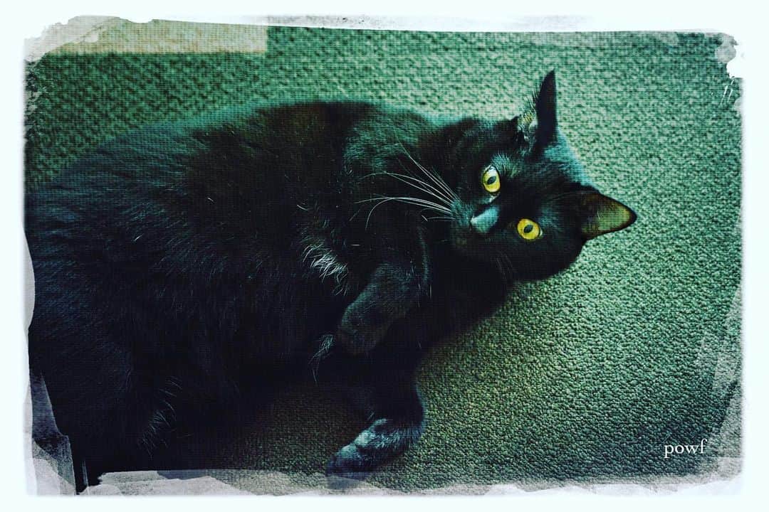 anemone_69のインスタグラム：「. #ハカセとキョウジュ #blackcat #黒猫 #cat #猫 #保護猫 . #DreamCanvas_powf . . .」