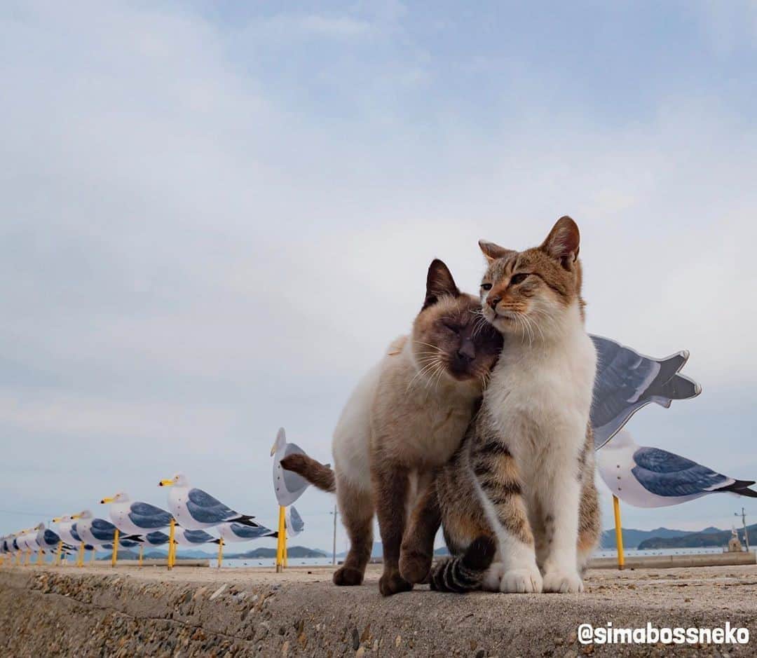 のインスタグラム：「You are the missing piece of my heart 🐾⠀ ⠀ 📷@simabossneko⠀ ⠀ #meowed #simabossneko #relationshipgoal #love #couple」