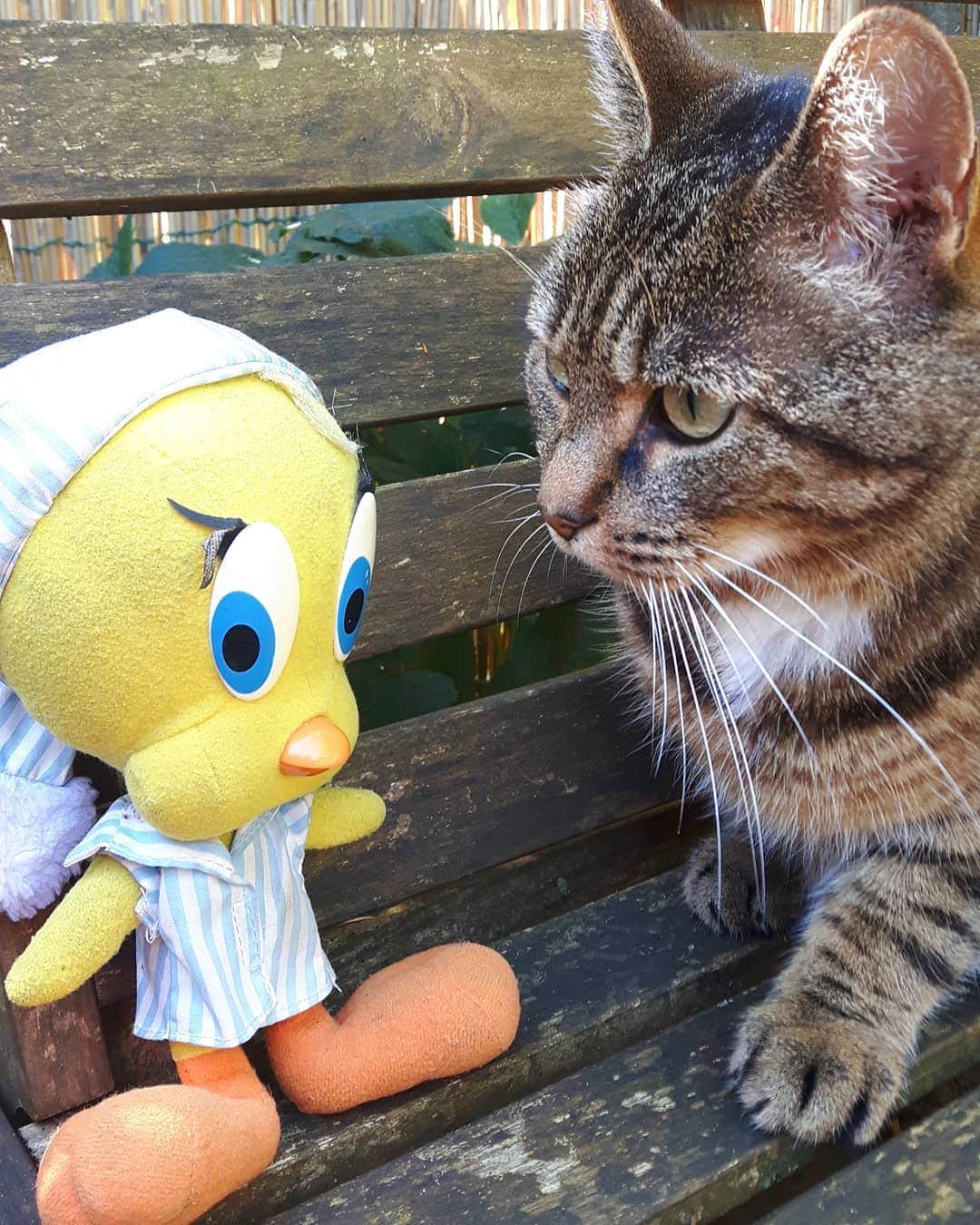Little Yellow Birdのインスタグラム
