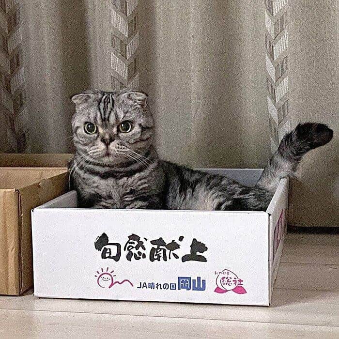 Shishi-maruのインスタグラム：「🐱ねこのきもちWEBMAGAZINE にて、猫エッセイが更新されました。今回は右へ左へ、「ししまるの寝相のお話」を送りします。﻿ アプリ版・Youtubeもありますので是非。﻿ お楽しみください。﻿ ﻿ 【渋ネコししまるさん】#63﻿ ｜ねこのきもちWEB MAGAZINE﻿ ﻿ https://cat.benesse.ne.jp/lovecat/content/?id=81878﻿ ﻿ 🐱My essay about Shishi-maru is serialized in a weekly magazine:)﻿ ﻿ ーーーーーーーーーーーーー﻿ 🌺「渋ネコ ししまるさん」ねこのきもちWEB MAGAZINE にて毎週金曜日エッセイの連載中﻿ ーーーーーーーーーーー﻿ 📕「ぷっちねこ。」「3匹のちいさな猫を召喚できたなら」「ちいさな猫を召喚できたなら」徳間書店より単行本発売中﻿ ーーーーーーーーーーー﻿ ⭐︎ねこ漫画→@tacos_cat﻿ 🌺Twitter →@taco_emonemon﻿ ーーーーーーーーーーー」