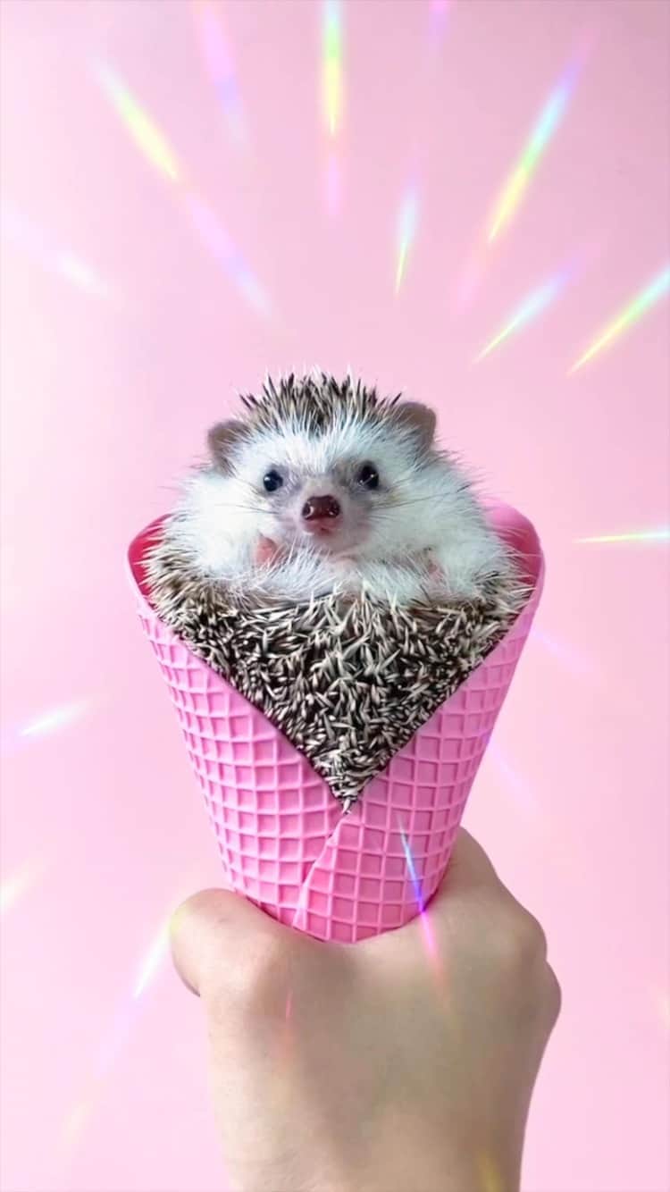 ダーシーのインスタグラム：「Do you want my ice cream?😋🍨✨」