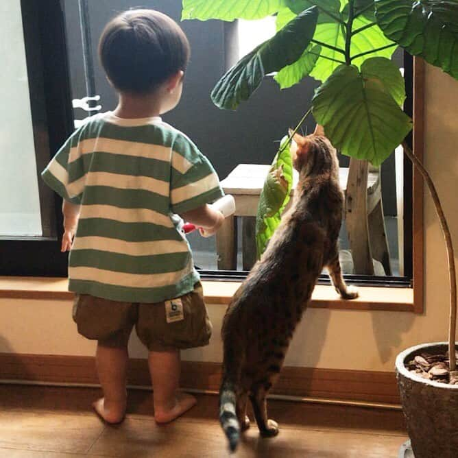 なつこさんのインスタグラム写真 - (なつこInstagram)「👶お散歩行きたいね🌳 😸わたしも🐾 ・  #なつこ #なっちゃん #なつこさん  #ペコねこ部 #みんねこ #みんなのねこ部 #猫と暮らす #picneko #猫のいる暮らし #instacat #catstagram #catlife #catlover #ilovecat #topcatphoto #catsofinstagram #bestmeow #catlounge #meowdel #catsloversworld #ねこ部 #にゃんこ #ふわもこ部 #ねこら部 #にゃんだふるらいふ #にゃんすたぐらむ #猫と子供 #子供と猫 #猫散歩 #猫散歩」9月5日 22時27分 - natsuko_cat