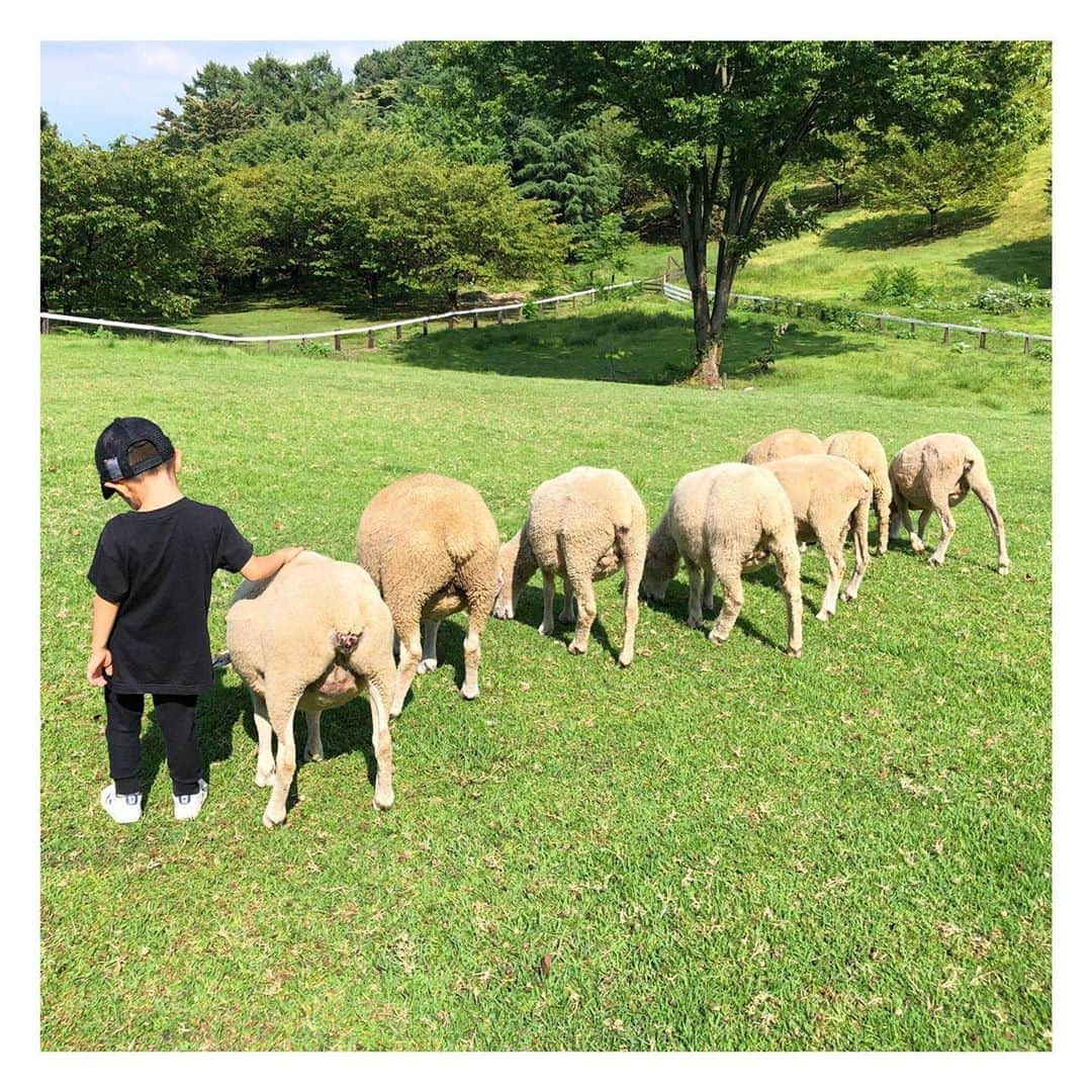 ungrid_yurieさんのインスタグラム写真 - (ungrid_yurieInstagram)「. 👦🏻＋🐏🐑🐏🐑🐑🐏🐏🐑  なんともシュールな画  #伊香保グリーン牧場#シープドッグショー」9月5日 22時39分 - chiku_y34