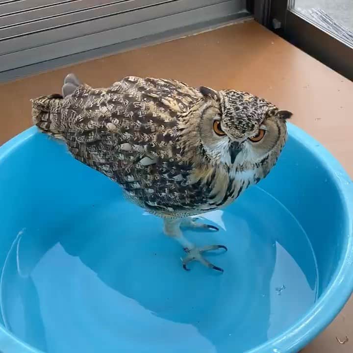 GEN3 Owlのインスタグラム：「ものすごーく暑かったのでプールを入れたら喜んで入ってたよ😆 It was a very hot day today so I prepared a pool for him. #owl #owlgaru」