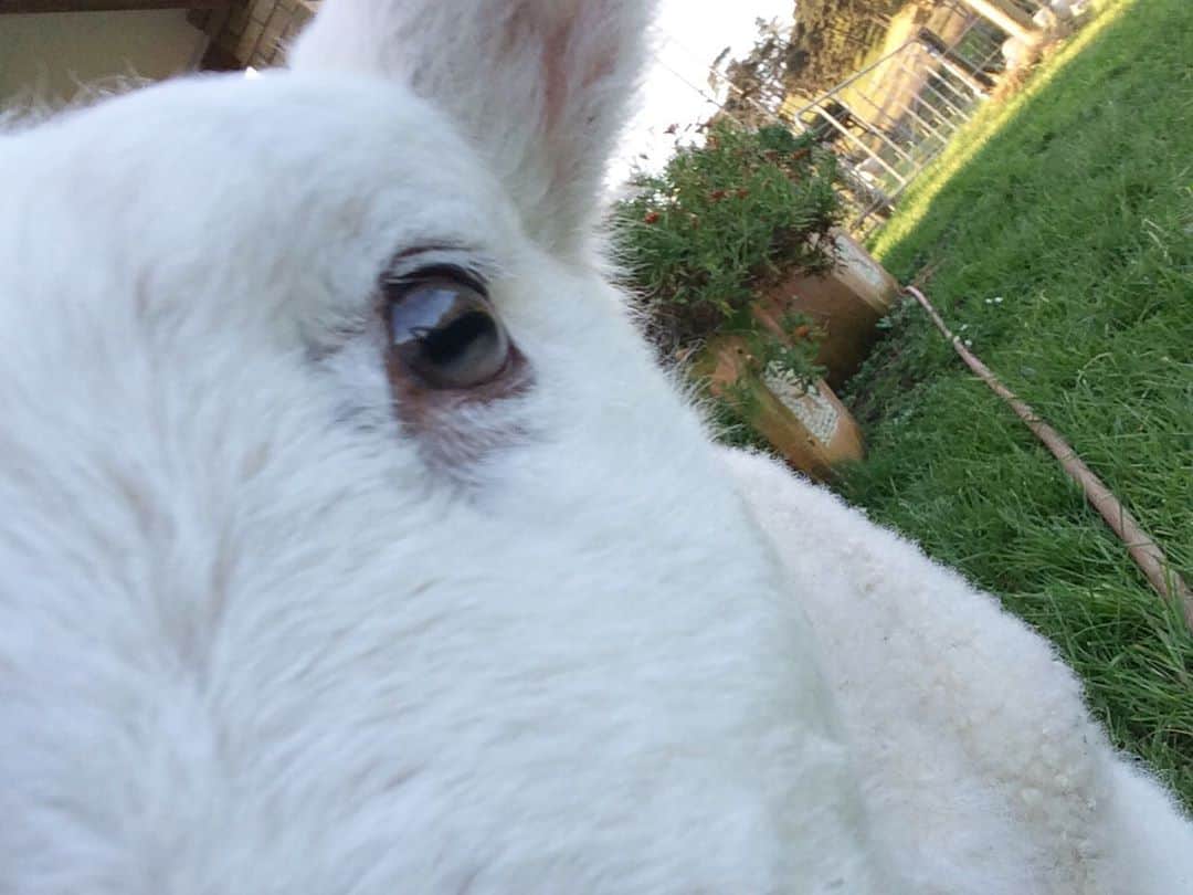塩見珠希さんのインスタグラム写真 - (塩見珠希Instagram)「ペットにされてた羊ちゃんです ニュージーランドでの写真です #nz #ヒツジ」9月5日 22時58分 - _shiomi6