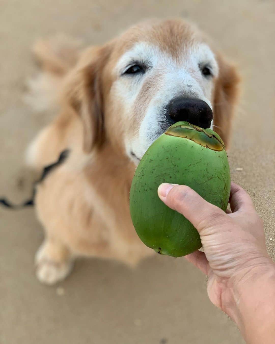 tamatamagoさんのインスタグラム写真 - (tamatamagoInstagram)「マオねぇクラビの旅 . . 　 2日目朝んぽ編😊 . . 　 We are staying at Krabi, Thailand for holidays. She found a coconut at the beach🌴 . . 　 浜辺で新鮮なココナッツが落ちてるのを発見したマオねぇ。 ガジガジ楽しみました😆 その後しばらくボーッとして、お腹まで入水😆朝ごはん前はそのくらいにしておいてちょーだい。 . .   五枚目は泊まってるワンコオッケーのホテルのレストラン。六枚目は部屋からの眺め。ワンコ連れは芝生ビューの部屋と決まっていて、泳いだ後ホースでジャーッと洗えたりトイレも済ませられたりと便利😊 . . 　 人間の朝ごはん(ストーリーズで見れます😊気軽なビュッフェ)がついて、大人二人+ワンコ1匹合わせて一泊5000円しないと言う…💧ものすごい割引中💓 有名なアオナンではなく、クロンムアンというビーチにあります。 . . 　 #部屋から海まで徒歩1分半位💓 #気楽なワンコ連れ旅行にはぴったり😊 #旅行なんて久しぶり💓  　  2020/09/05 . . 　 #ゴールデンレトリバー #大型犬　#レトリバー　#goldenretrieverlover #goldenretriever #goldenretrieversofinstagram #goldenretrievers #goldenretrieverlove #welovegoldens #dogstagram #dogoftheday #happydog #thailand #krabi #クラビ　#タイ」9月5日 23時03分 - tamatamago