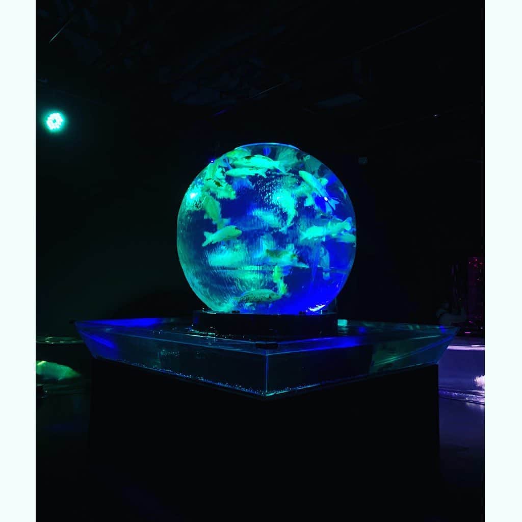 のインスタグラム：「これ、地球みたいだよね🌍 今日も濃密な1日❤️ 本当に加速してるな〜😆 不思議な出会いから💖本当に宇宙は全て必然なタイミングで出会わせてくれるなぁと✨ 本当に不思議🌏💕また更に次元上昇しそう🤣🌈  #地球#嬉しい#出会い#宇宙#必然#タイミング#アートアクアリウム#金魚#美しい#世界#楽しい#beautiful#good#art#earth#happy#tokyo#japan」