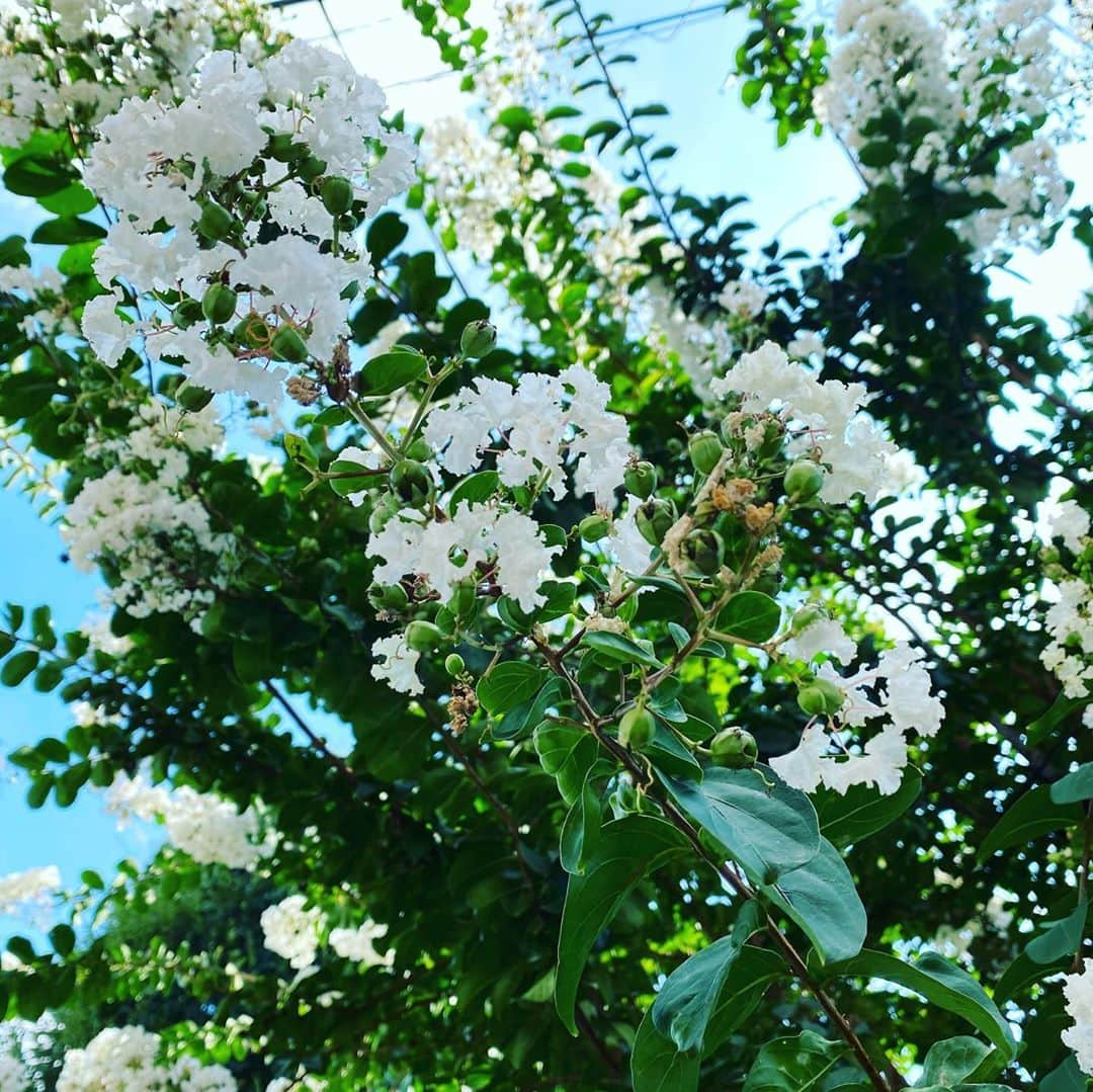 桜一花さんのインスタグラム写真 - (桜一花Instagram)「桜草子〜大人のすゝめ〜  突然ですが、あなたはいつ大人になったなぁと思いましたか？  初めて1人だけとか、友達だけでタクシーに乗ったとき。 銀行からお金を下ろしたとき。 1人で飛行機や新幹線に乗ったとき。 選挙に行ったとき。  こんな時に、あ、私もちょっと大人になったなぁと思った。  これを見てみると私の中では、お一人様というやつで行動することが大人なのかな。 ふむふむ。  1人で何かしらするのは冒険である。  「全責任は自分にあるのだ」というものと引き換えに得た「権利」を自らの意志で使い始めたあの時の高揚感。  大人も冒険なのだなぁ。 そう思うとちょっと自分の一つ一つの選択にワクワクできるような気がする。 大人になって幾年の私にとって、当たり前の日々で忘れていた。  問題は今の自分の実年齢と、その昔このくらいなんじゃないかと想像していた自分とが、かけ離れていることだ。  いつになったら想像してた大人というやつになれるのかしらん。  きっとちょっと大人になりなくないって言ってる自分もいるんだろうな。それで、この結果ですな、今のこの状態は。  家の前にある美しいさるすべり木の花が満開で、花びらがもうたくさん散り始めているのだけど、風で飛んでいったその花びらの落ちているのを見たちょっと丸っこい男の子が、  「あっ、パンくずだっ！」  と嬉しそうに言ったのを見て、  凄まじい数の花びらがパンくずだったらと思ったら、ほんのりパンの匂いも想像で広がっていった。  んなわけないだろとか、これパンやったら鳩きまくりやんとか、そんなツッコミも後からやってきた。  ピーターパンおばさんの晩夏の独り言  #桜一花  #元タカラジェンヌ  #大人になりきれない大人です  #桜草子  #さるすべりの花  #おばちゃんの独り言」9月5日 23時26分 - sakuraichika_official